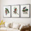 Gould Tropical Birds I - Impression personnalisée de qualité supérieure avec cadre mat - 3 pièces-479936736-479936737