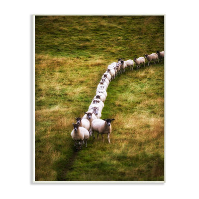 " Sheep Line Farm Animal Landscape Photo "