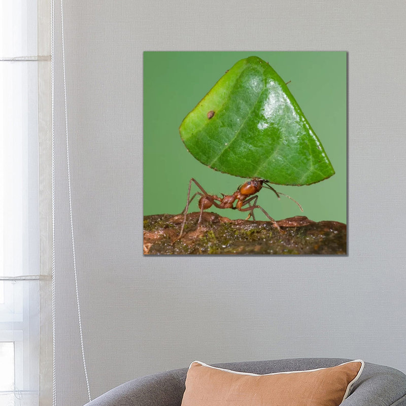 Leafcutter Ant Carrying Leaf, Costa Rica I by Steve Gettle - Wrapped Canvas Print, 66.04 cm H x 66.04 cm W x 1.91 cm D
