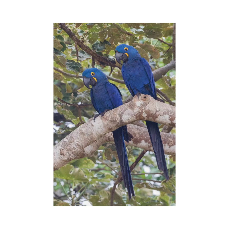 Hyacinth Macaw Pair by Ken Archer - Wrapped Canvas Painting, 66.04 cm H x 45.72 cm W x 3.175 cm D