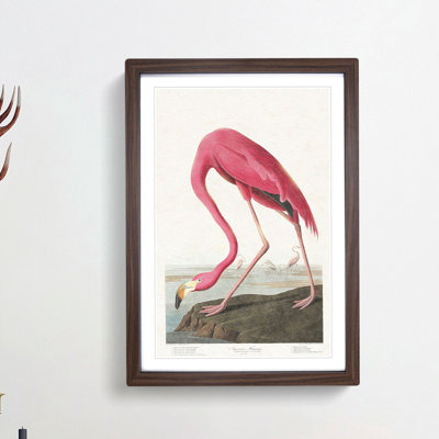 Pink Flamingo by John Audubon - Picture Frame Painting Print
