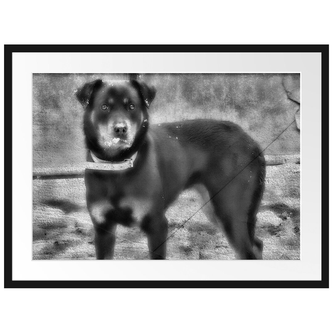 Gerahmtes Poster Prächtiger Rottweiler