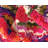 Eddins Washable Ikat Indoor Rug-19394466