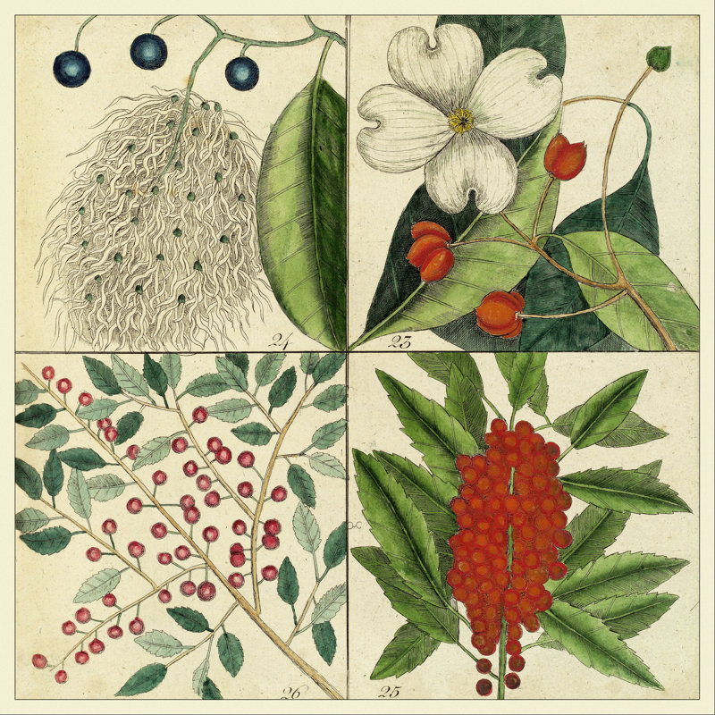 Catesby Botanical Quadrant II, H 12 po x l 12 po x P 1,25 po