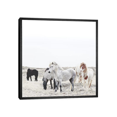 Wild and Free Horses of Iceland I Square 1 Piece Wall Art on Canvas