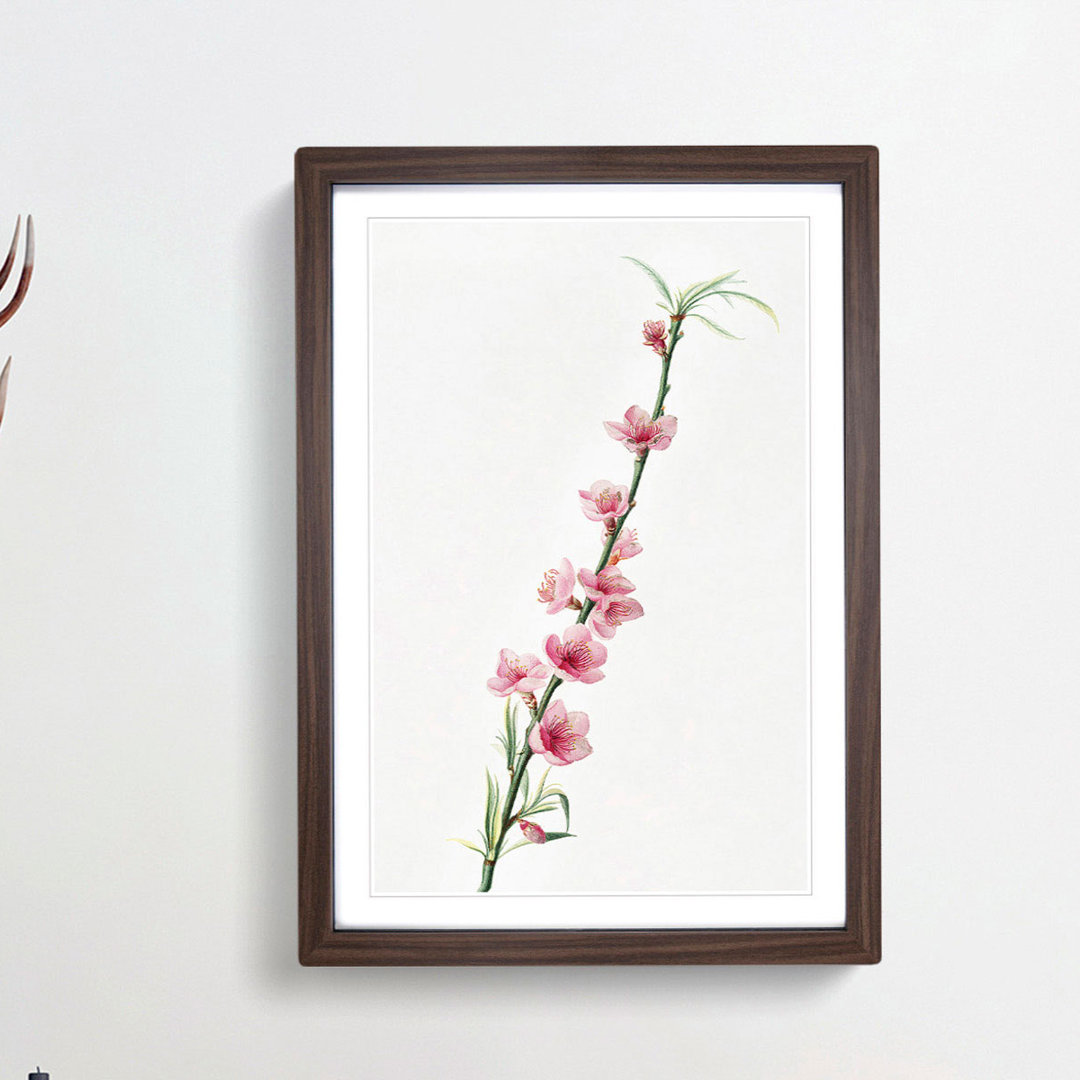 Peach Tree Blossoms by Giorgio Gallesio - Framed Print