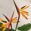 70cm Faux Flowering Plant in Pot Liner