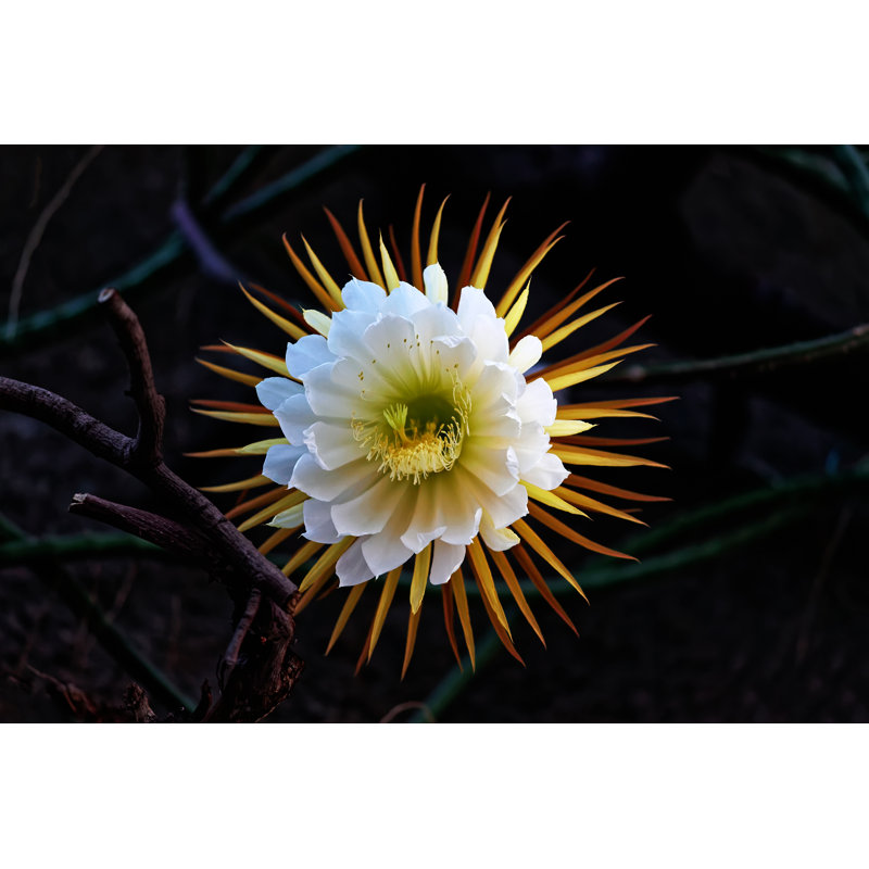 Cactus Queen of the Night 1 Piece Wrapped Canvas Wall Art, 51cm H x 76cm W x 3.8cm D