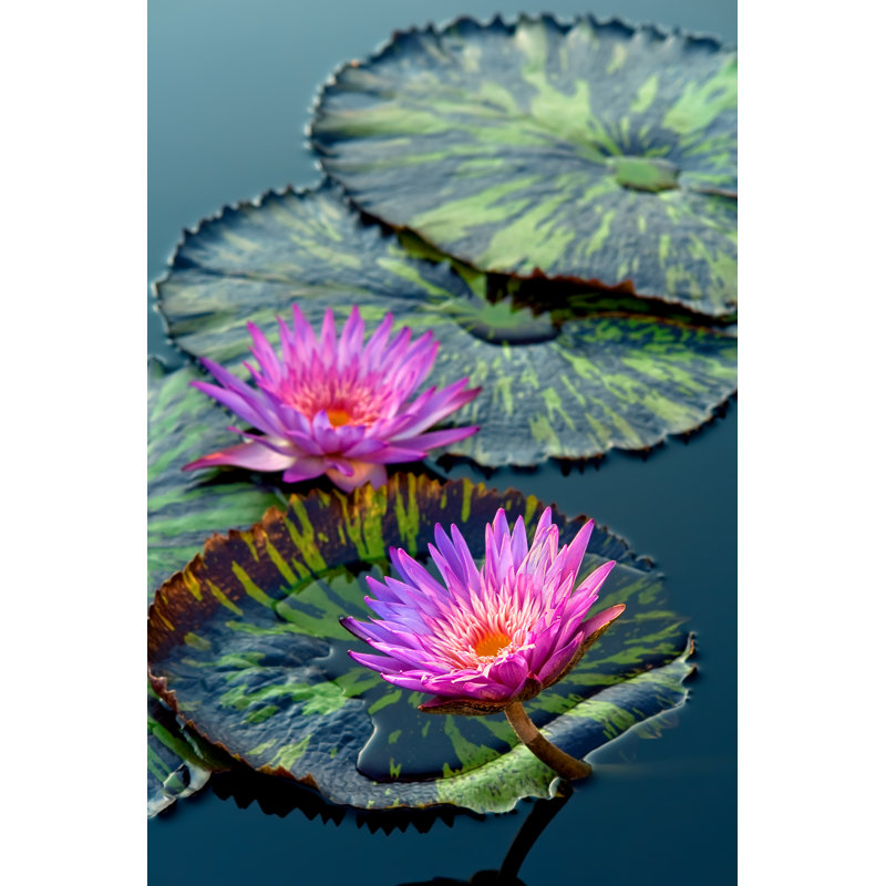 Water Lily Flowers by Sborisov - Wrapped Canvas Print, 46cm H x 30cm W