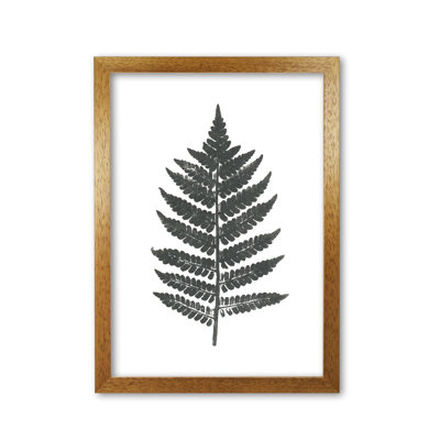 Vintage Fern - Print