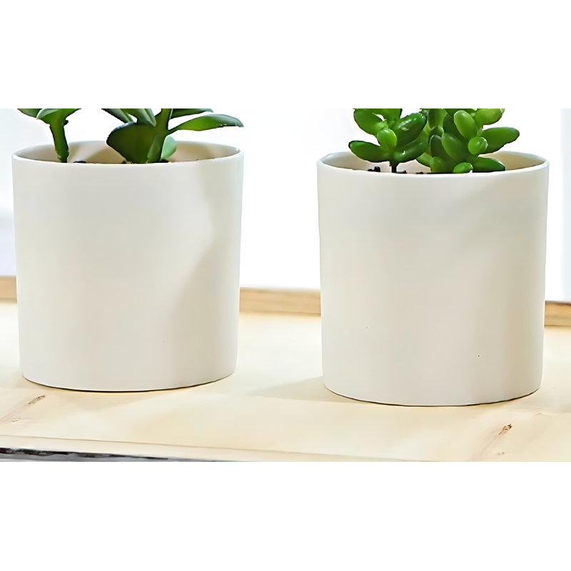 Plante grasse de 7,87 po