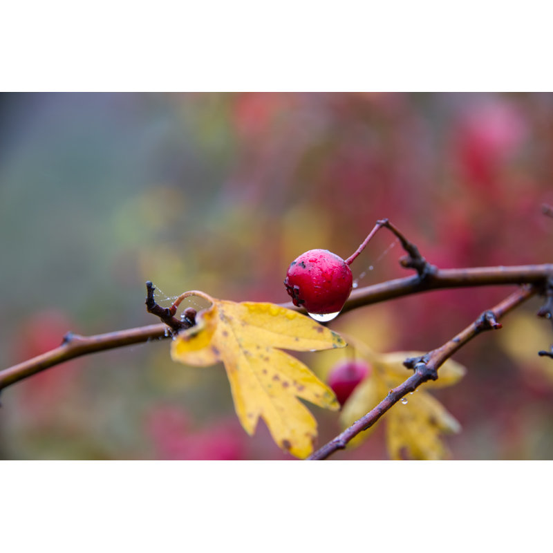 " Teardrop On A Branch " by 2Xwilfinger, 8" H x 12" W