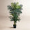 78" Palm Tree in Pot