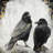 Two Crows Birds - White Hyperrealist Framed Canvas Decor