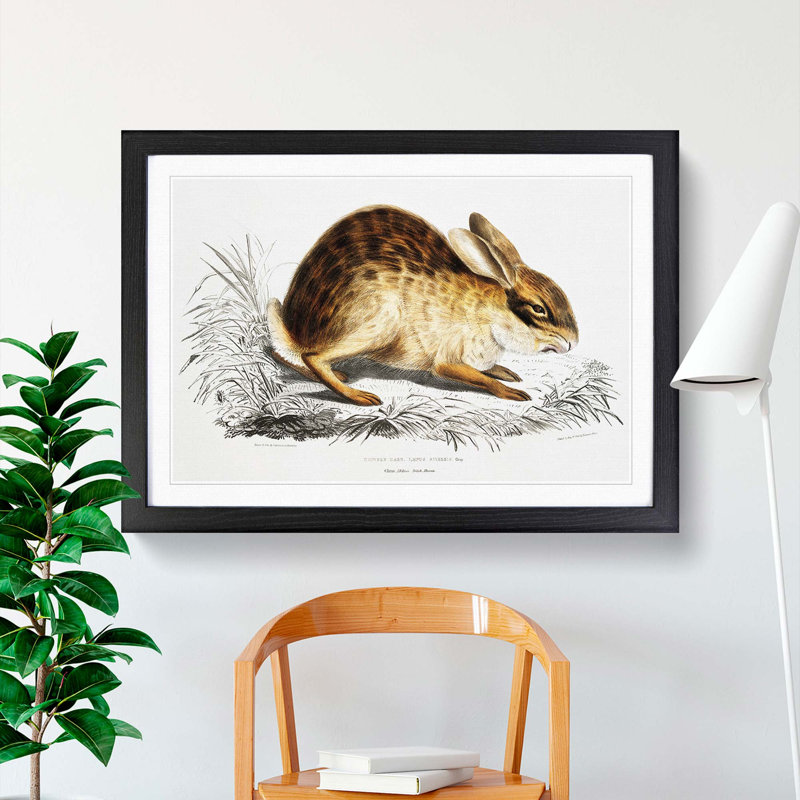 Chinese Hare by John Edward Gray - Picture Frame Painting Print, 27cm H x 36cm W x 2cm D, Black Framed