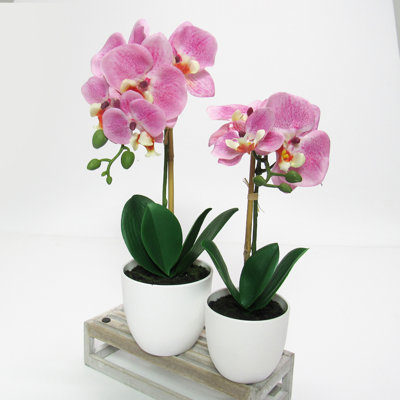 Orchid Arrangement in Pot