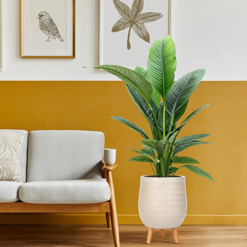 Idealist Plaited Style Egg Planter With Legs, Round Indoor Plant Pot Stand For Indoor Plants, 43cm H x 32cm W x 32cm D, Beige