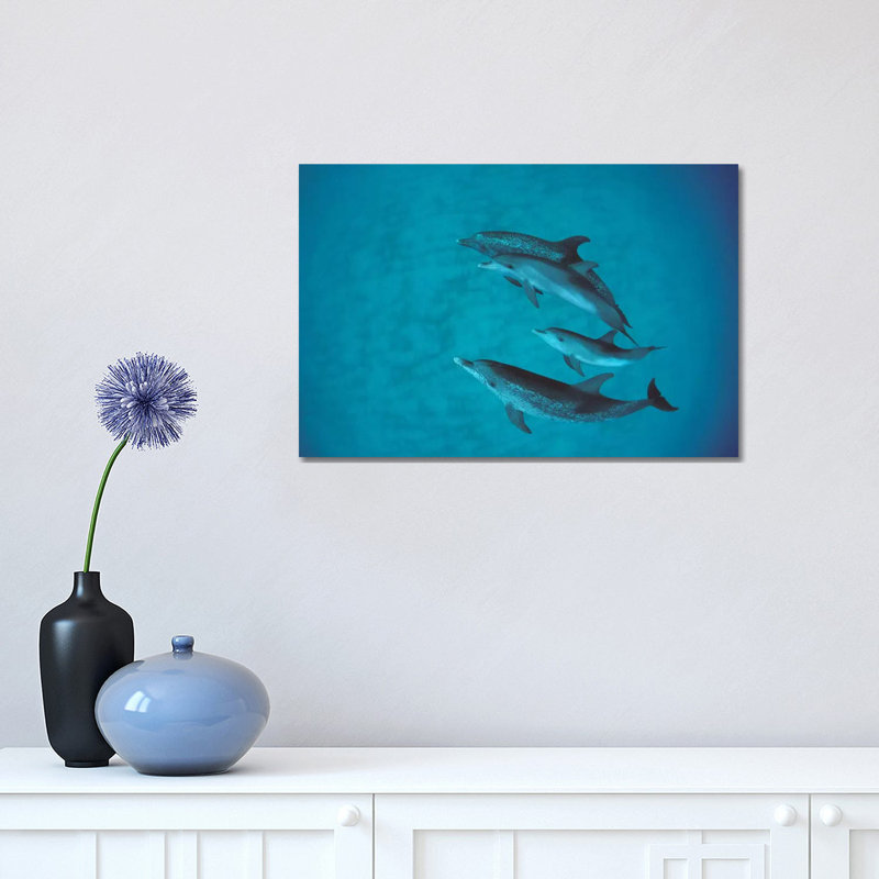 Atlantic Spotted Dolphin Group With Unspotted Calf, Bahamas by Flip Nicklin - Wrapped Canvas Print, 30.48 cm H x 45.72 cm W