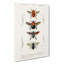 Flying Insect Illustrations PL. 1 by Charles D Orbigny - Wrapped Canvas-55363783