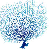 Blue Seafan Coral IV Print by Sofia Fox