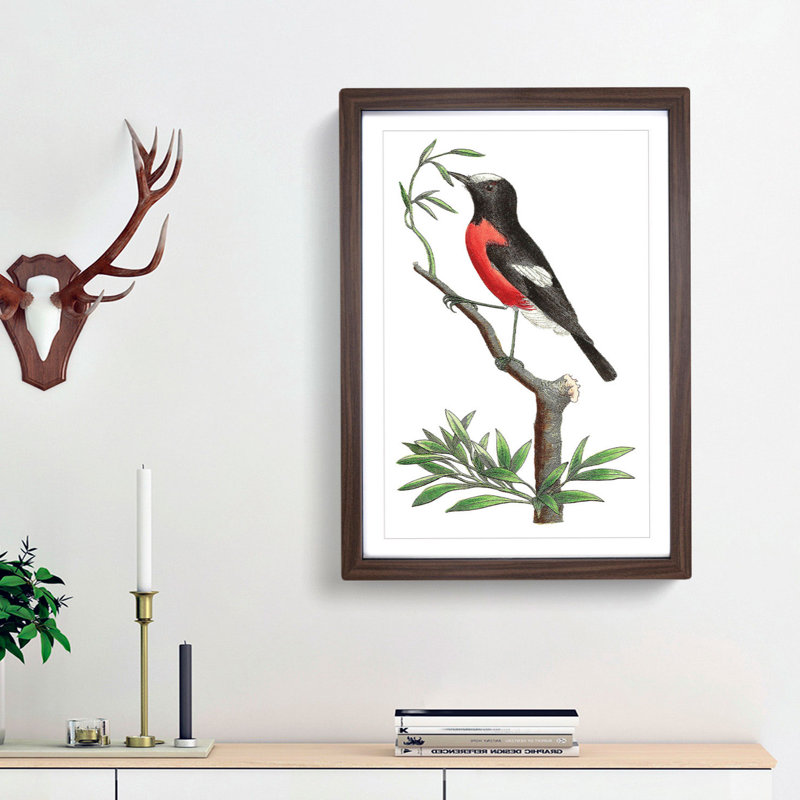 Red-Bellied Flycatcher Bird by George Shaw - Framed Print, 48cm H x 36cm W x 2cm D, Walnut Framed