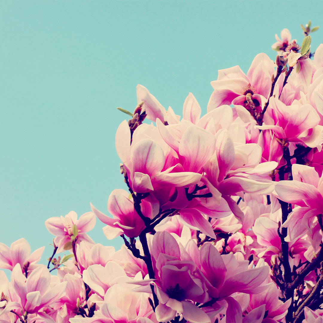 Wunderschöne Magnolie in ihrer vollen Blüte von Rocky89 - Drucken