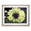 Captivating Dandelion Flowers - Framed Print-1821489036-1821489037