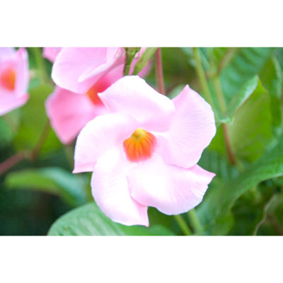Light Pink Swirling Flower - Wrapped Canvas Art Prints