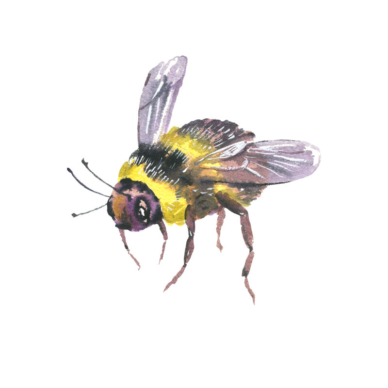 Bee Natural Illustration by Varvara Kurakina - Wrapped Canvas Painting, 30cm H x 30cm W x 3.8cm D