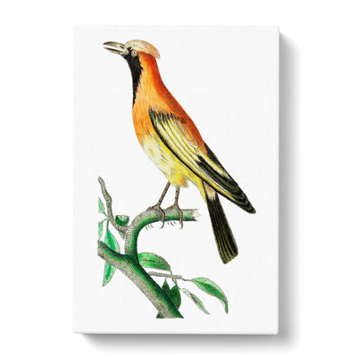 Orange Paradise Bird by George Shaw - Wrapped Canvas