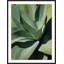 Bold Agave 1 Print by Christopher Kennedy