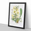 Himalayan Yellow Poppy by W. H. Fitch - Picture Frame Painting Print-55580097-55580098
