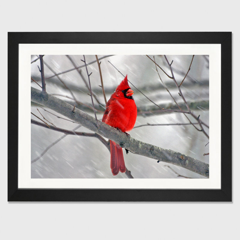 «Cardinal Bird», impression, H 24 po x l 32 po x P 1 po, Cadre noir