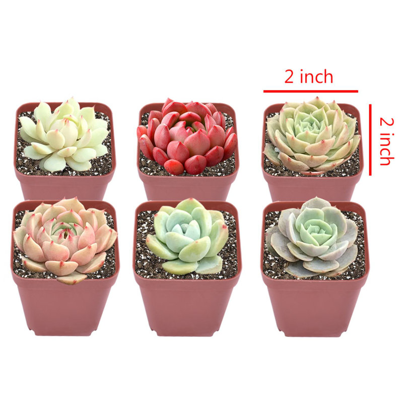 Primrue Live Flowering Plant in Plastic Planter