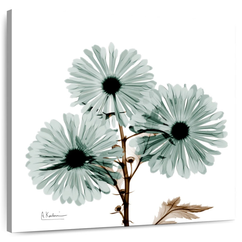 Arney Chrysanthemum Love, 39" H x 39" W