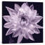 « white dahlia i », impression sur toile-1252343059-1337742776-1337742779