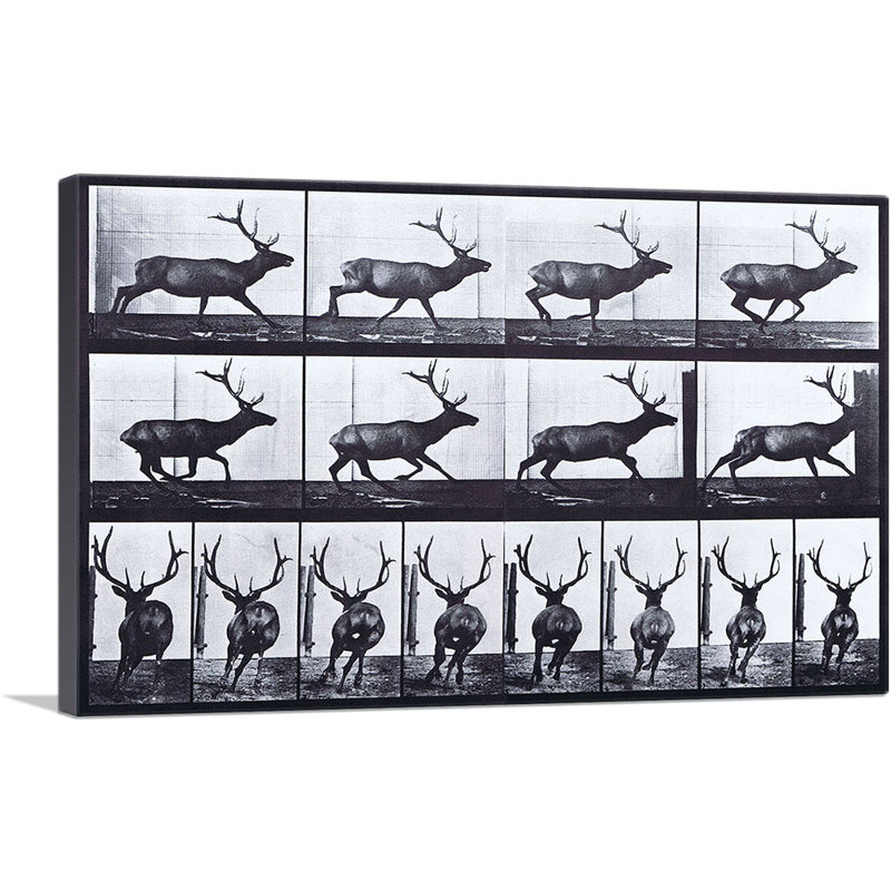 «Elk Galloper» par Ead vêtementsd Muybridge - reproduction de photo sur toile tendue, H 26 po x l 40 po x 1,5 po