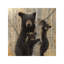 Mama Bear by Collin Bogle - Wrapped Canvas Print-661577750