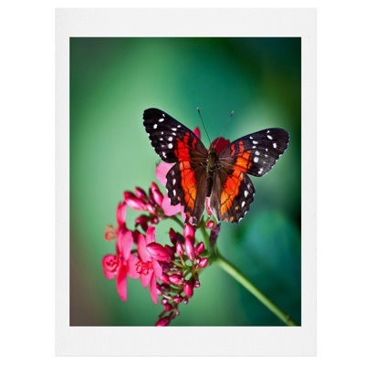 Impression papillon
