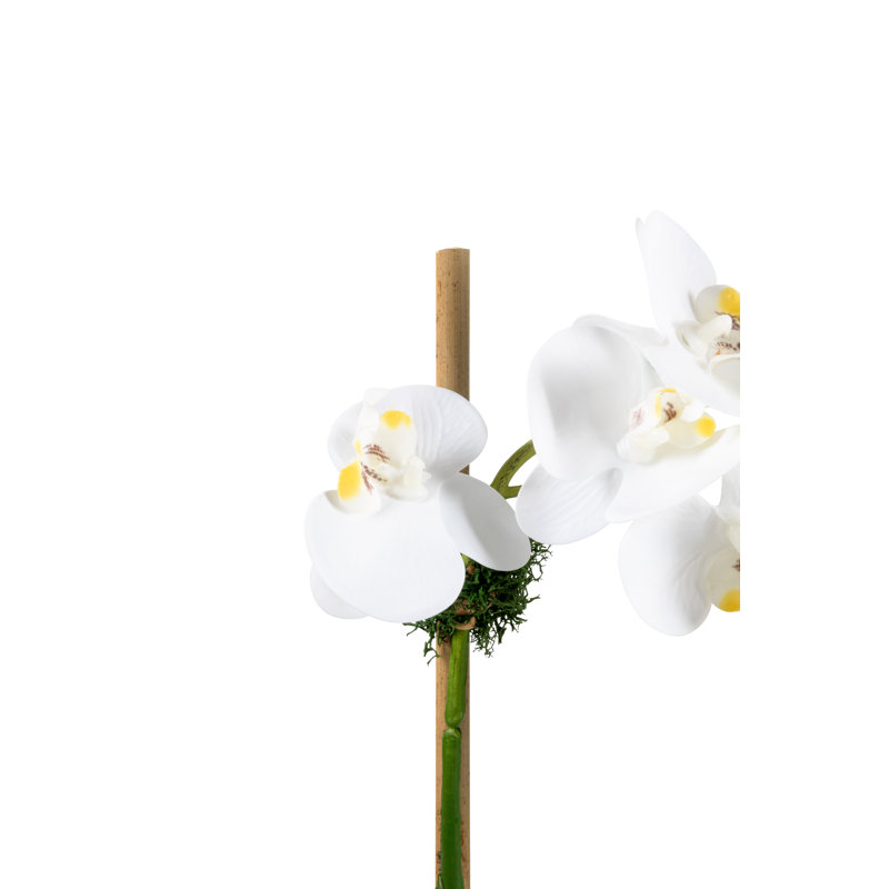 Orchidée Wesley Realtouch en pot de ciment