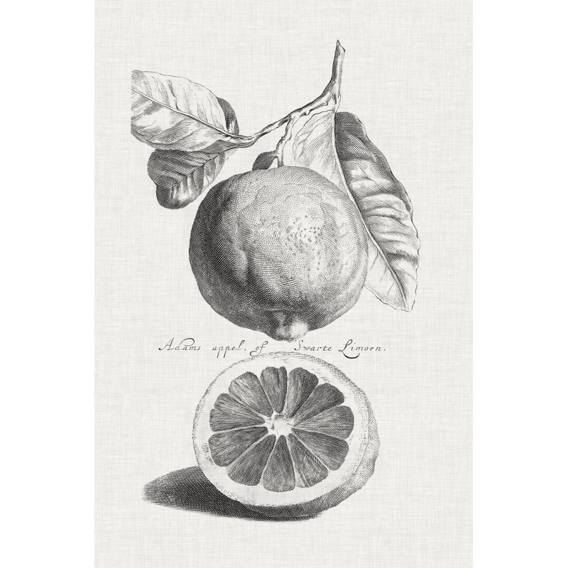 Antique Lemons & Oranges IV - Drawing, 76cm H x 51cm W, Wrapped Canvas