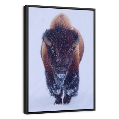 Bison In Snow