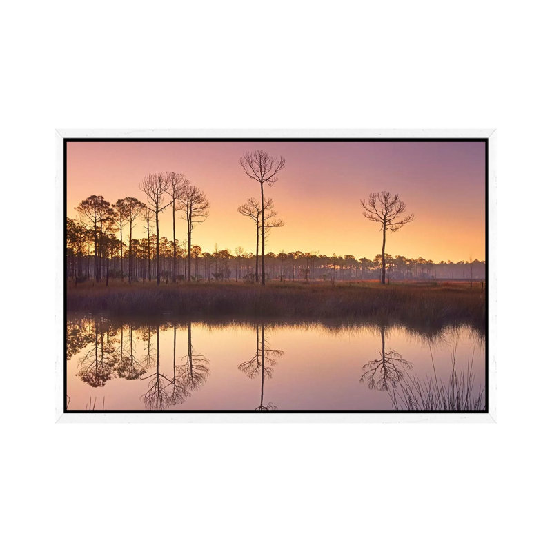 Pineland At Piney Point Near Hagen's Cove, Florida by Tim Fitzharris - Gallery-Wrapped Canvas Giclée on Canvas, White Framed