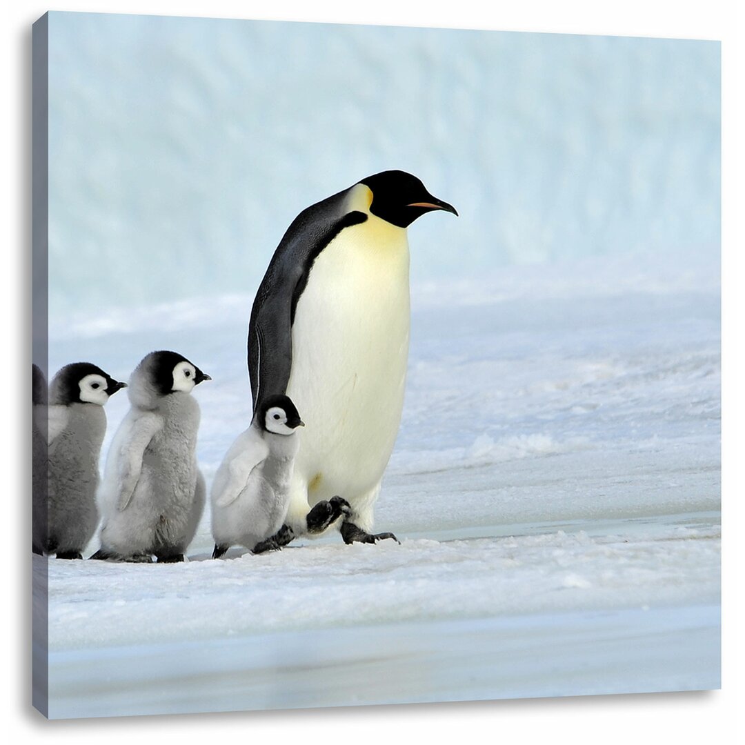 Fotodruck Kaiserpinguine im Schnee