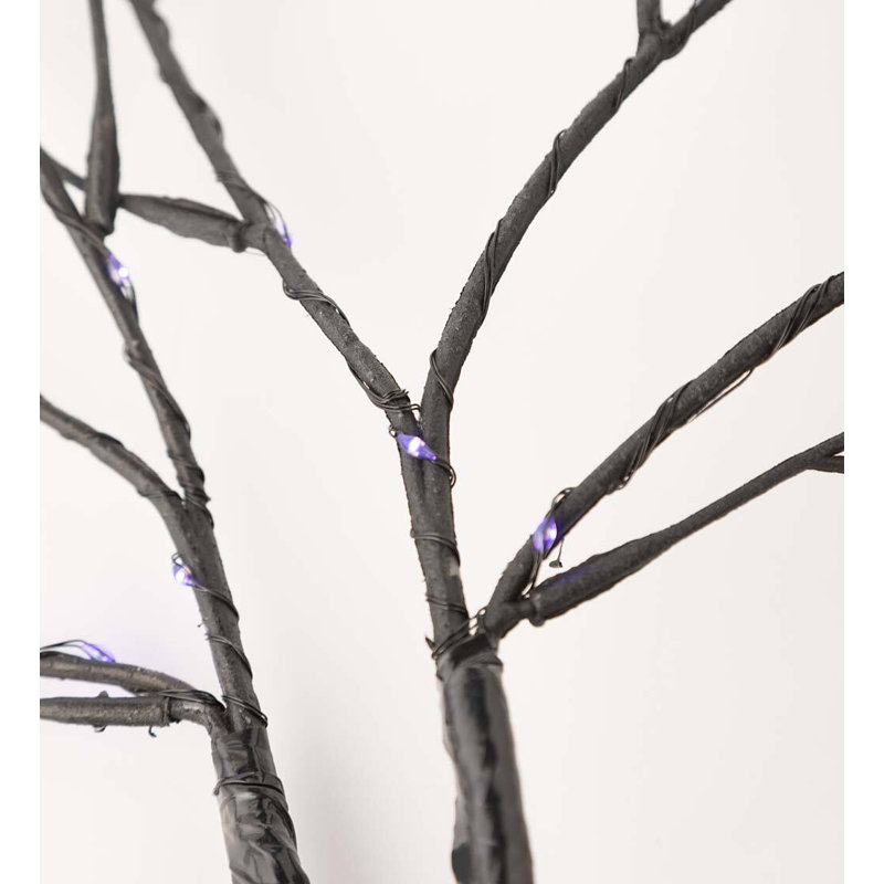 Arbres et branches éclairés