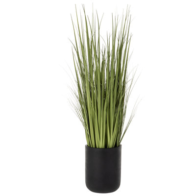 64 po Herbe sauvage à BK CEM. PLNTR