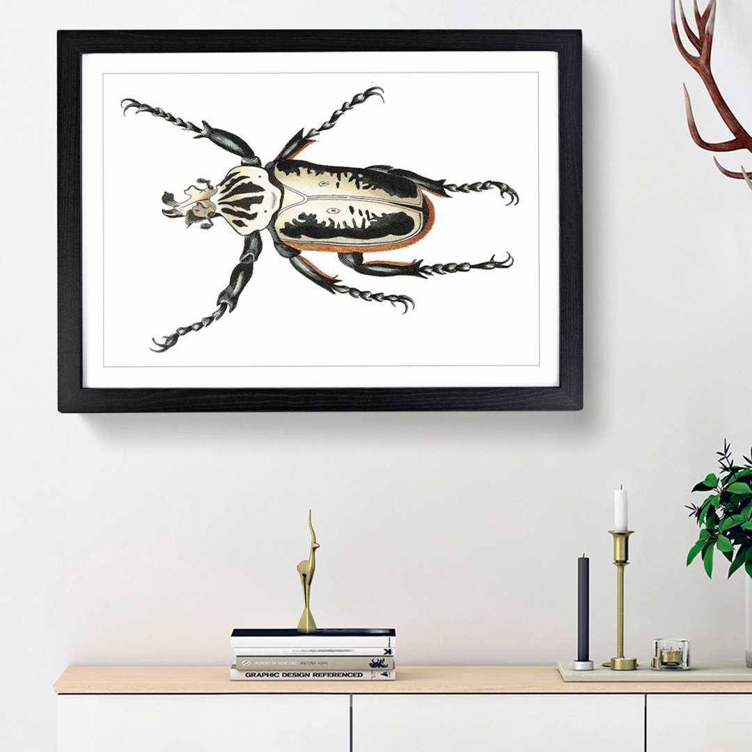 Goliath Beetle by George Shaw - Framed Print