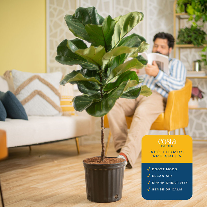 Fiddle Leaf Fig in Nursery Pot