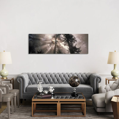 Trees Redwood National Park, California, USA - Wrapped Canvas Panoramic Print