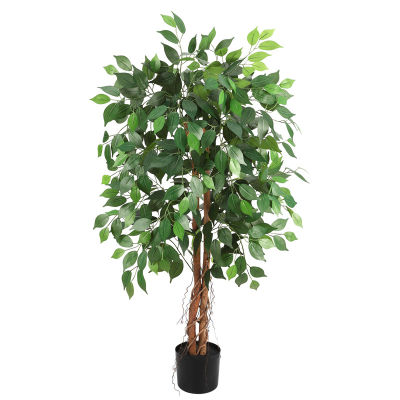 122cm Plant